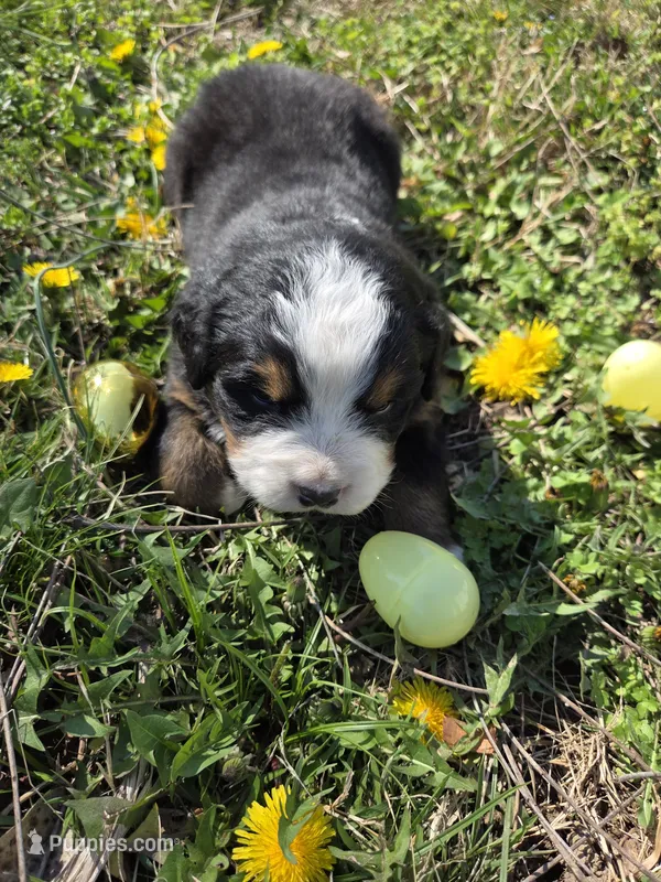Amelia's Akc ANNIE  – Bernese Mountain Dog puppy for sale in Piedmont, MO