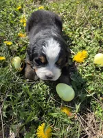 Amelia's Akc ANNIE , a female Bernese Mountain Dog for sale in Piedmont, MO – Photo 1 of 9
