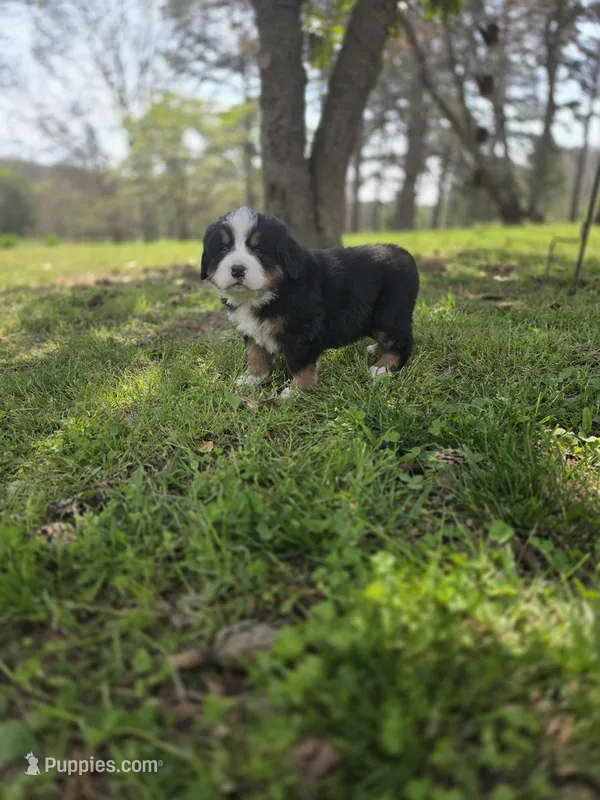 AMELIA'S AKC ANNIE  – Bernese Mountain Dog puppy for sale in Piedmont, MO
