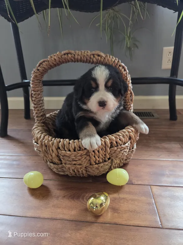 AMELIA'S AKC ANNIE  – Bernese Mountain Dog puppy for sale in Piedmont, MO