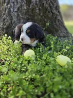 Amelia's Akc ANNIE , a female Bernese Mountain Dog for sale in Piedmont, MO – Photo 7 of 9