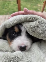 AMELIA'S AKC ANNIE , a female Bernese Mountain Dog for sale in Piedmont, MO – Photo 7 of 8