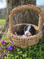 Amelia's Akc Pink collar , a female Bernese Mountain Dog for sale in Piedmont, MO – Photo 3 of 4