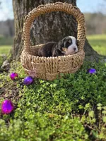 Amelia's Akc Pink collar , a female Bernese Mountain Dog for sale in Piedmont, MO – Photo 4 of 4