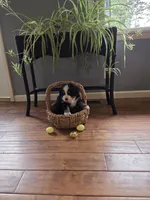 AMELIA'S AKC ANNIE , a female Bernese Mountain Dog for sale in Piedmont, MO – Photo 8 of 8