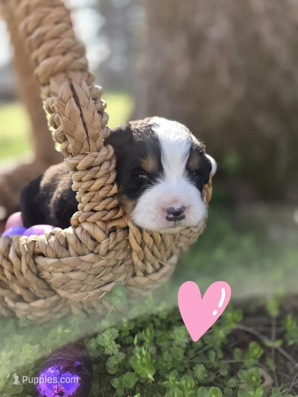 Amelia's Akc Pink collar  – Bernese Mountain Dog puppy for sale in Piedmont, MO
