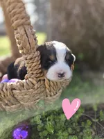 Amelia's Akc Pink collar , a female Bernese Mountain Dog for sale in Piedmont, MO – Photo 1 of 4
