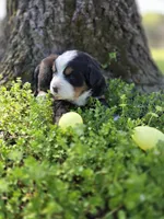 Amelia's Akc ANNIE , a female Bernese Mountain Dog for sale in Piedmont, MO – Photo 8 of 9