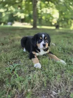 AMELIA'S AKC PINK , a female Bernese Mountain Dog for sale in Piedmont, MO – 3 of 4