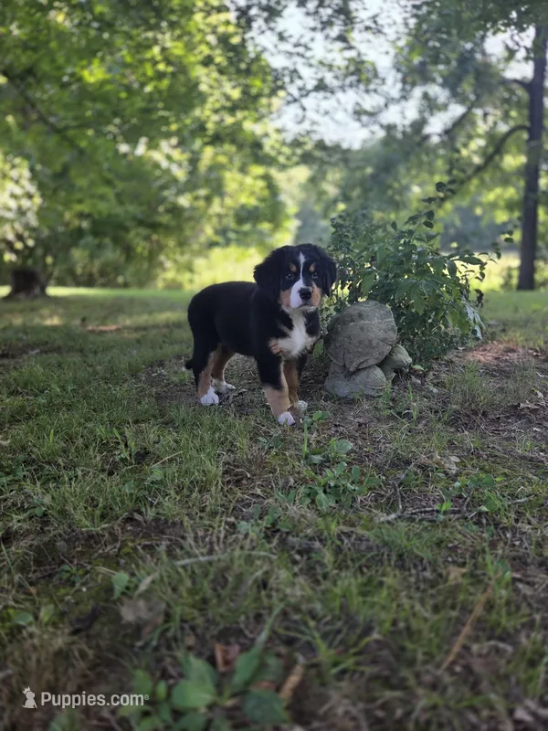 AMELIA'S AKC PINK  – Bernese Mountain Dog puppy for sale in Piedmont, MO