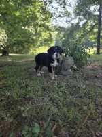 AMELIA'S AKC PINK , a female Bernese Mountain Dog for sale in Piedmont, MO – 4 of 4