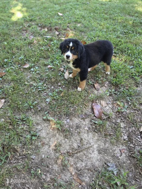 AMELIA'S AKC MADONNA  – Bernese Mountain Dog puppy for sale in Piedmont, MO
