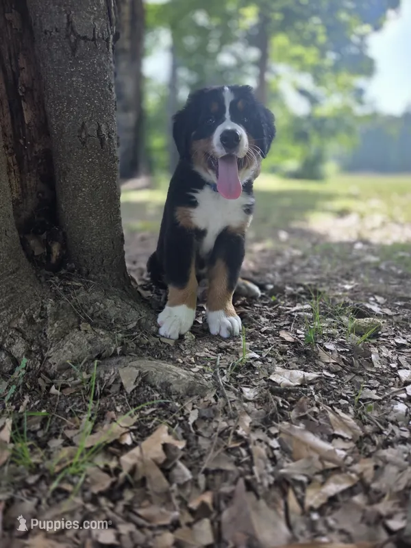AMELIA'S AKC STING  – Bernese Mountain Dog puppy for sale in Piedmont, MO