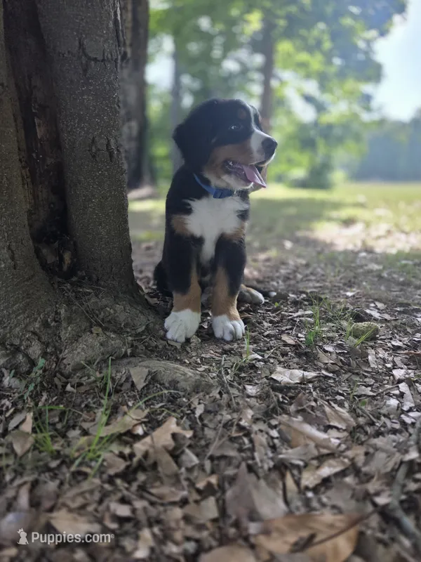 AMELIA'S AKC STING  – Bernese Mountain Dog puppy for sale in Piedmont, MO
