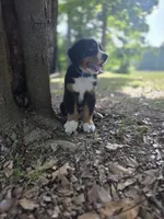 AMELIA'S AKC STING , a male Bernese Mountain Dog for sale in Piedmont, MO – 3 of 3