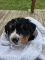 AMELIA'S AKC HAWK , a male Bernese Mountain Dog for sale in Piedmont, MO – Photo 3 of 5