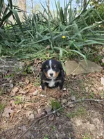 AMELIA'S AKC HAWK , a male Bernese Mountain Dog for sale in Piedmont, MO – Photo 1 of 5