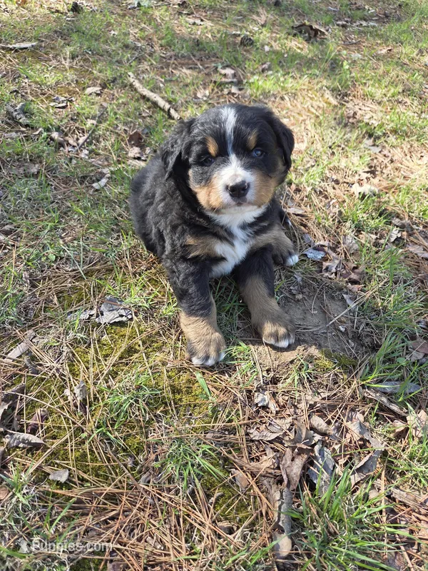 AMELIA'S AKC HAWK  – Bernese Mountain Dog puppy for sale in Piedmont, MO