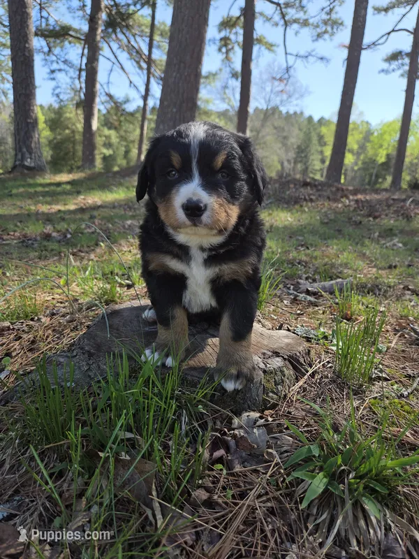 AMELIA'S AKC HAWK  – Bernese Mountain Dog puppy for sale in Piedmont, MO