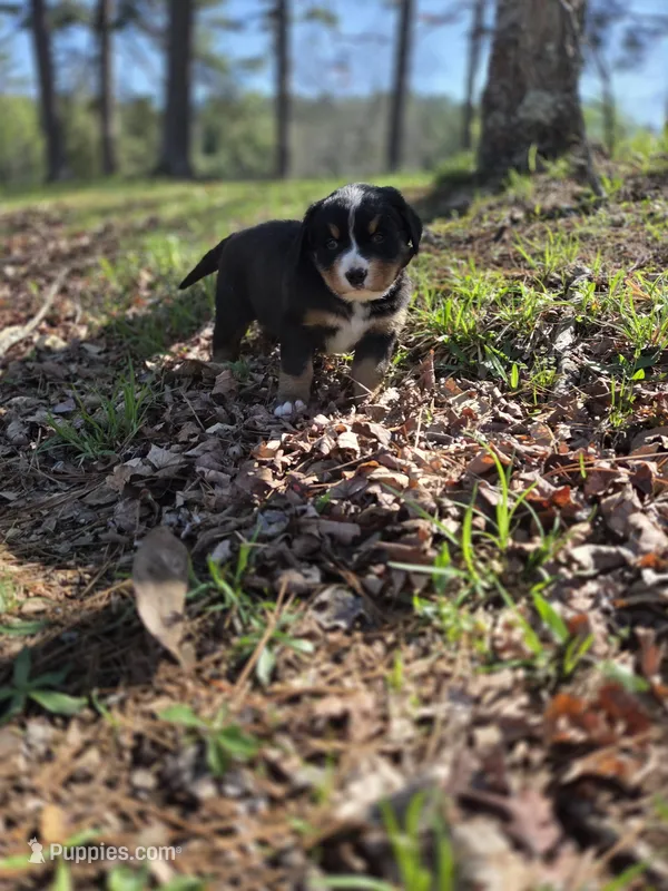 AMELIA'S AKC HAWK  – Bernese Mountain Dog puppy for sale in Piedmont, MO