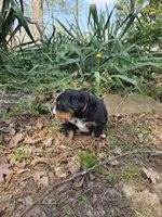 AMELIA'S AKC HAWK , a male Bernese Mountain Dog for sale in Piedmont, MO – Photo 2 of 5