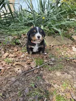 AMELIA'S AKC HAWK , a male Bernese Mountain Dog for sale in Piedmont, MO – Photo 4 of 5