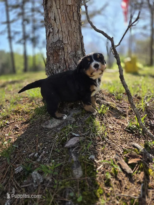 AMELIA'S AKC HAWK  – Bernese Mountain Dog puppy for sale in Piedmont, MO