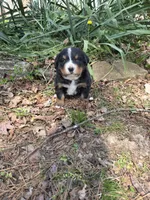 AMELIA'S AKC HAWK , a male Bernese Mountain Dog for sale in Piedmont, MO – Photo 5 of 5