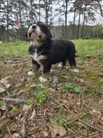 AMELIA'S AKC ASPEN , a male Bernese Mountain Dog for sale in Piedmont, MO – Photo 6 of 9