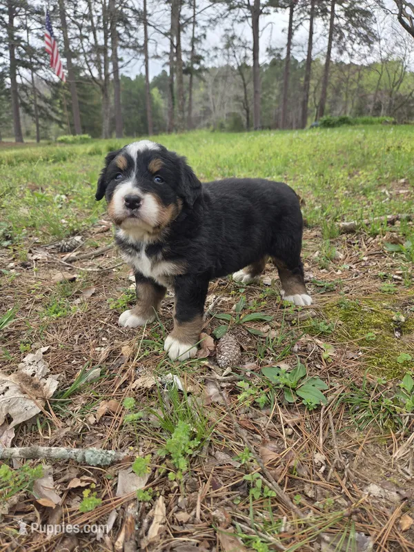 AMELIA'S AKC ASPEN  – Bernese Mountain Dog puppy for sale in Piedmont, MO