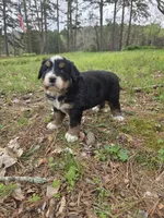 AMELIA'S AKC ASPEN , a male Bernese Mountain Dog for sale in Piedmont, MO – Photo 8 of 9