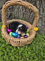 AMELIA'S AKC ASPEN , a male Bernese Mountain Dog for sale in Piedmont, MO – Photo 5 of 9