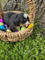 AMELIA'S AKC ASPEN , a male Bernese Mountain Dog for sale in Piedmont, MO – Photo 3 of 9