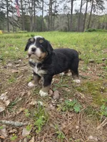 AMELIA'S AKC ASPEN , a male Bernese Mountain Dog for sale in Piedmont, MO – Photo 2 of 9