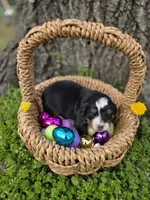 AMELIA'S AKC ASPEN , a male Bernese Mountain Dog for sale in Piedmont, MO – Photo 7 of 9