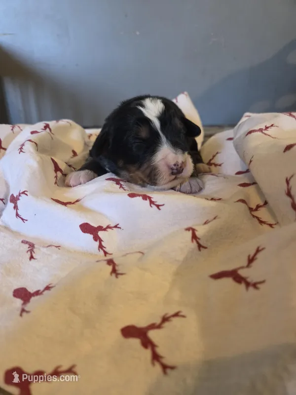 Amelia's Akc Red collar male , a male Bernese Mountain Dog for sale in Piedmont, MO – Photo 1 of 2