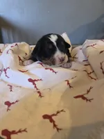 Amelia's Akc Red collar male , a male Bernese Mountain Dog for sale in Piedmont, MO – Photo 1 of 2