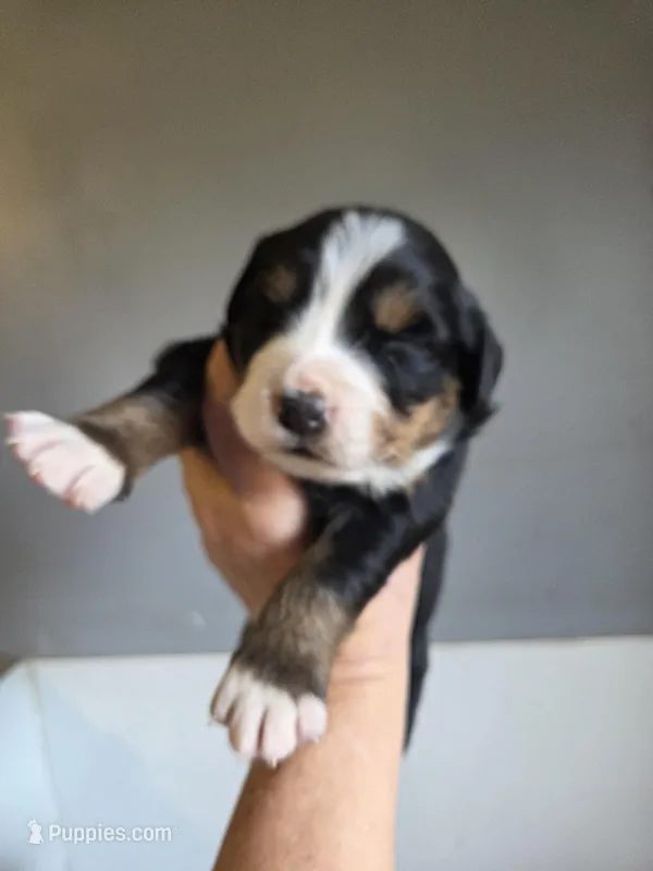 Amelia's Akc Red collar male  – Bernese Mountain Dog puppy for sale in Piedmont, MO