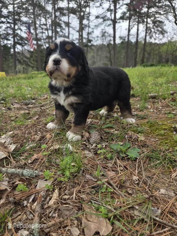 AMELIA'S AKC ASPEN , a male Bernese Mountain Dog for sale in Piedmont, MO – Photo 1 of 9