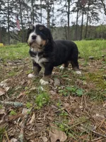 AMELIA'S AKC ASPEN , a male Bernese Mountain Dog for sale in Piedmont, MO – Photo 1 of 9