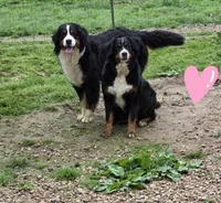 Amelia's Akc Red collar male , a male Bernese Mountain Dog for sale in Piedmont, MO – Photo 2 of 2