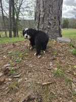 AMELIA'S AKC ASPEN , a male Bernese Mountain Dog for sale in Piedmont, MO – Photo 9 of 9