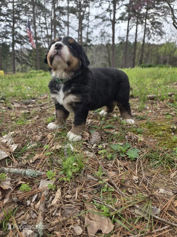 AMELIA'S AKC ASPEN  – Bernese Mountain Dog puppy for sale in Piedmont, MO