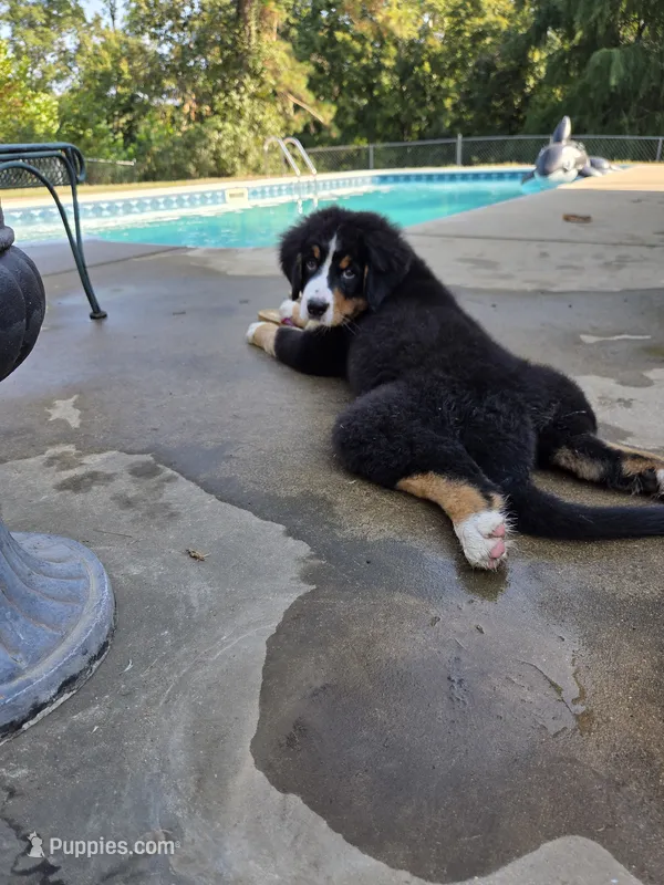 AMELIA'S AKC ADELE  – Bernese Mountain Dog puppy for sale in Piedmont, MO