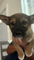 Julie , a female Shiba Inu and Yorkipoo for sale in Napa, CA – 2 of 4