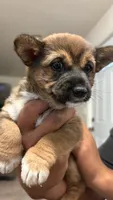 Julie , a female Shiba Inu and Yorkipoo for sale in Napa, CA – 3 of 4