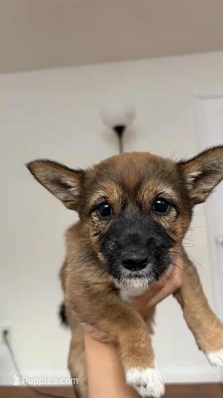 Julie  – Shiba Inu, Yorkipoo puppy for sale in Napa, CA