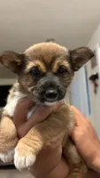 Julie , a female Shiba Inu and Yorkipoo for sale in Napa, CA – 4 of 4