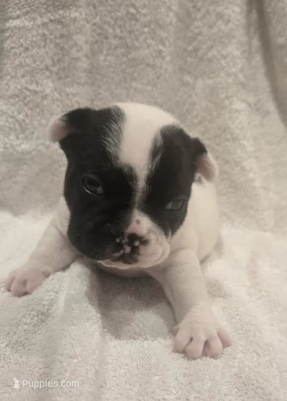 Micky  – French Bulldog puppy for sale in Detroit Lakes, MN
