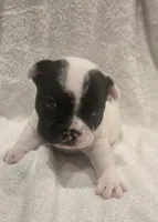 Micky , a male French Bulldog for sale in Detroit Lakes, MN – 1 of 7